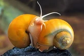 Loài vật có thể "mọc lại" cả nhãn cầu: Phát hiện mới mở kỳ vọng cho y học tái tạo của con người