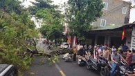 Cây xanh trên vỉa hè bật gốc, đè 2 xe máy đang lưu thông ở Quảng Trị
