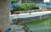 Đang đi dạo, bỗng phát hiện cảnh tượng nổi da gà chàng trai chạy như "tên bắn"