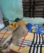 Điều tra nguyên nhân tử vong bất thường của một cụ bà ở Gia Lai
