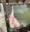 Ám ảnh xác heo chết vứt đầy kênh mương ở Gia Lai