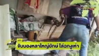 Rắn hổ mang chúa mò vào nhà, hung dữ tấn công chuyên gia nhưng đám đông tụ tập đứng xem vì lý do khác