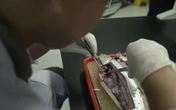 Người dân Đông Nam Á dễ nhiễm vi nhựa nhất thế giới, vì một lý do!
