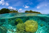 “Kho báu đại dương” Blue Carbon giúp giảm phát thải, phục hồi hệ sinh thái