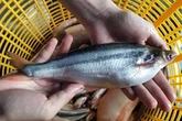 Thứ nghe tên "lạnh gáy" xưa không ai ăn, nay thành đặc sản dân phố thích mê, 200.000 đồng/kg