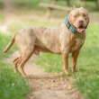 Người mẹ tàn độc trói tay con trai 6 tuổi để mặc chó pitbull cắn xé lĩnh án tù