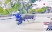 Thông tin mới vụ trâu "điên" truy sát người phụ nữ đi xe máy gãy xương sườn