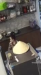 Vợ Lê Dương Bảo Lâm hoảng loạn bỏ chạy vì gặp rắn bò vào nhà