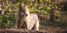 Mieszkańcy boją się wychodzić z domów. Wilki podchodzą pod drzwi i atakują zwierzęta
