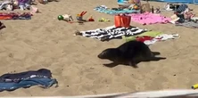 Zaskakujące spotkanie nad Bałtykiem. Plażowiczów odwiedził niezwykły gość