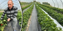 Plantator truskawek zdradza, ile płaci pracownikom. Zbierają same emerytki
