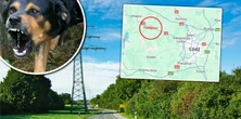 Psy miały rzucić się na człowieka. Śledczy badają dramatyczny trop. Ofiara już była martwa?