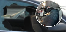 O takich wyrokach w Polsce rzadko słyszymy. Opiekun psa skazany na realną odsiadkę!