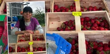 Truskawkowe żniwa na straganach. W tych miastach płacisz nawet o 10 zł więcej za kilogram