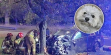 Mercedes roztrzaskał się o drzewo, a z auta uciekł pies. Właścicielka prosi o pomoc