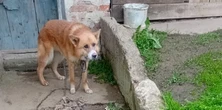 Łańcuch był jak rana. Kosiarze usłyszeli jego rozpaczliwy skowyt