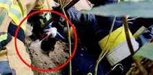 Zaklinowany po uszy! Kundelek z Małopolski dostał wsparcie aż z Wietnamu