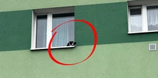 Kotek na parapecie! Sąsiedzi w panice, służby w akcji, a finał? Właściciele nie mieli powodów do radości