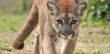 Puma zaatakowała dziecko, potem goniła matkę i rodzeństwo! Uratowała je szybka decyzja