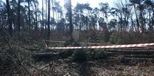 Tragedia przy wycince drzew. Nie żyje 51-latek