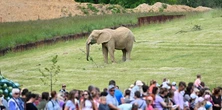Dramat na oczach odwiedzających w zoo. Słoń zabił słonicę. "Szybko nas wyprowadzili"