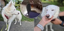 Bił psa pięściami, dzieci patrzyły. Dogoterapeuta z nagrania tłumaczy: To była samoobrona