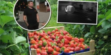 Truskawkowe porachunki pod Poznaniem. Zgłosił się inny sprzedawca. "Przyszło dwóch panów"