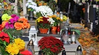 Ceny chryzantem 2025 - ile kosztują chryzantemy w tym roku? Jaka cena chryzantem w doniczkach? Ile zapłacimy za kwiaty na Wszystkich Świętych?