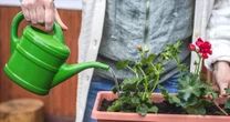 Wyciskam, zalewam wodą i odstawiam. Pelargonie znów są obsypane kwiatami