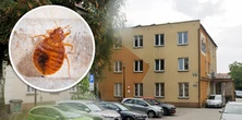 Urząd pilnie zamknięty. Petent przyniósł pluskwy. Te rzuciły się na pracowników