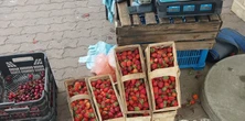 Poszukiwany sprzedawca truskawek. Niebywałe warunki na straganie