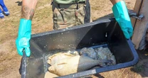 Złota alga pochłonęła tu 110 ton ryb. "Kiedyś skakaliśmy tu do wody, dziś bym palca nie wsadził"