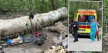 Tragedia w Warszawie. Spróchniałe drzewo zabiło człowieka
