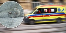 16-latek z Nowego Targu ukąszony przez żmiję. Jest w ciężkim stanie