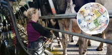 "Dojenie 500 krów i kąpiele racic". Niemcy szukają chętnych do pracy