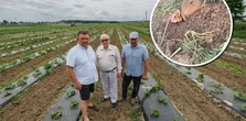 Miasto wytyczyło pięć dróg przez ich gospodarstwo. Pojawił się niespodziewany obrońca ziemi