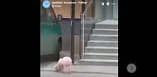 Przychodzi prosiaczek do urzędu. To nie żart! Nagranie uchwycił mieszkaniec