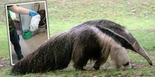 Zużyta pielucha na wybiegu w zoo. "To nie tylko brak szacunku. To przekroczenie granicy"