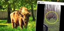 Nagranie mrozi krew. Żubr wyskoczył z zagrody i pognał na turystę
