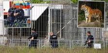Groza w prywatnej hodowli. Tygrys uciekł z wybiegu i zaatakował człowieka