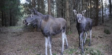 Łosie czmychnęły z Polski do Niemiec. "Przepływają Odrę i docierają do Brandenburgii"