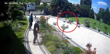Agresywny pies wdarł się na posesję i porwał chihuahuę. Wstrząsające nagranie