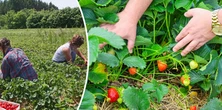 Tak wygląda praca w upały. "Przed 10 uciekamy z pola"