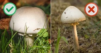 Wygląda jak polna pieczarka, a jest śmiertelnie groźny. Nie pomyl tych grzybów, zbierając je w lesie!