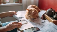 Podatek od kota 2025. Ile wynosi? Jak zapłacić podatek od kota? Kto jest zwolniony z opłacania podatku od kota? Ile wynosi kara za nieopłacenie podatku od kota?