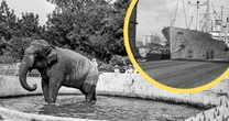 Taki prezent dostaliśmy 80 lat temu od Wietnamu. Czekała na niego cała Polska