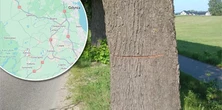Niepokojące ślady na drzewach na Pomorzu. Podejrzewają najgorsze. Policja apeluje do mieszkańców