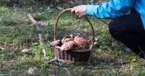 Dziwnie wygląda i śmiesznie się nazywa. Mało kto wie, że ten grzyb jest jadalny