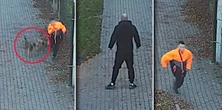 Dramat w Bogatyni. Sfora psów zaatakowała wracającego do domu chłopca