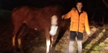 Oto kowboj z Wejherowa. Ukradł klacz i chciał z nią zamieszkać w bloku